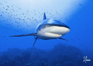 This image was taken while diving at Hammertime Reef -Bah... by Steven Anderson 